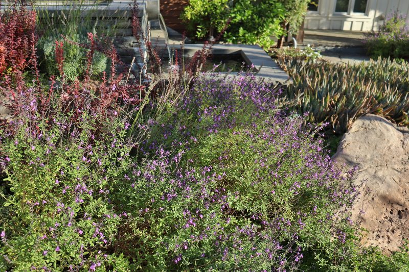 Lavender and flowering garden beds
