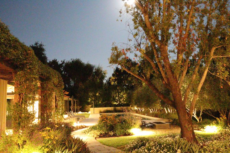 Moonlit garden with uplighting